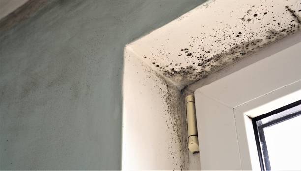 Best Basement Mold Removal  in Palermo, NJ